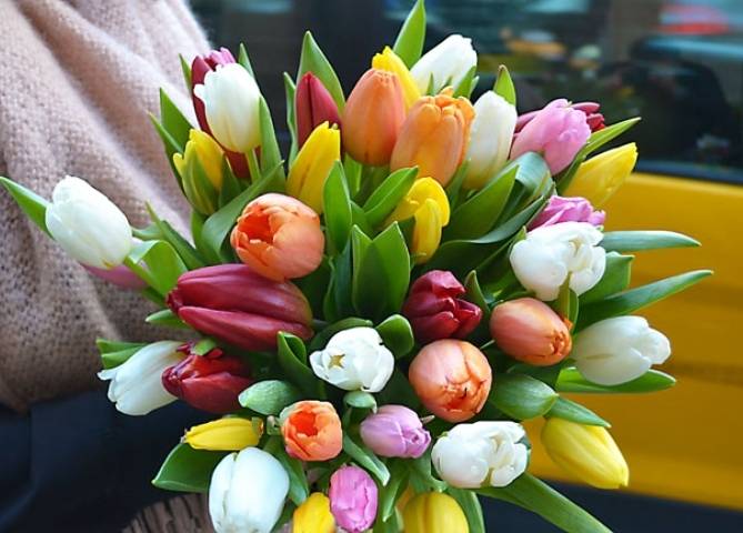 Tulipes arlequins.jpg